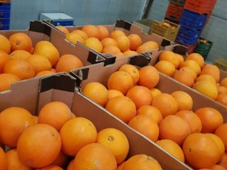 Hola, venderé cantidades al por mayor de naranjas de