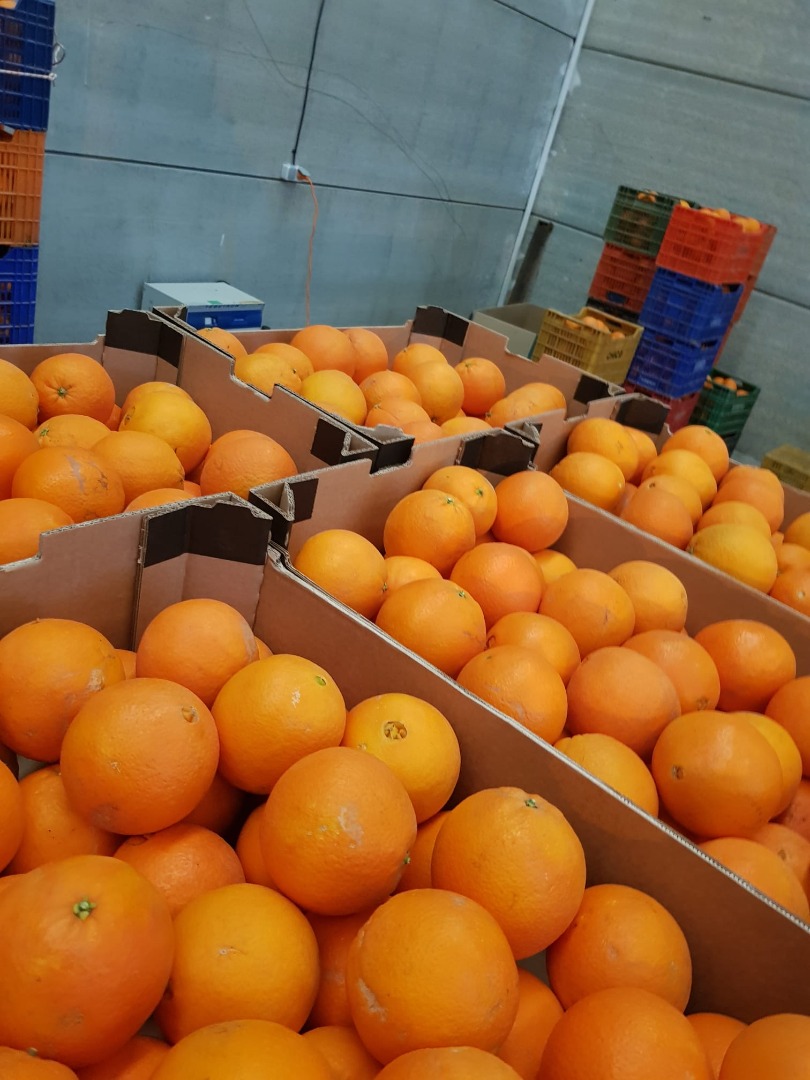 Hola, venderé cantidades al por mayor de naranjas de España