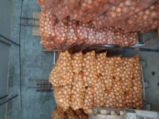 Hola. Venderé cebollas de la variedad Rijsburger de 4.5