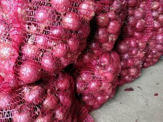 tenemos cosecha fresca de cebolla roja y amarilla, calibre:
