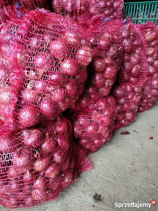 tenemos cosecha fresca de cebolla roja y amarilla, calibre: 55+ por favor contacte directamente, llame: correo electrónico: wechat: omarkjerry0