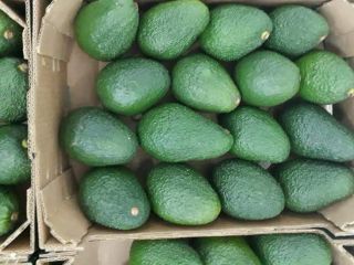 AGUACATE HASS, calibre 14-20, caja de 4 kg, origen