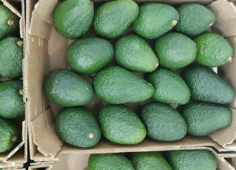 AGUACATE HASS, calibre 14-20, caja de 4 kg, origen Marruecos