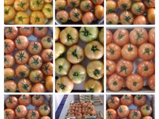 TOMATES REDONDOS, calibre M / G / GG, caja