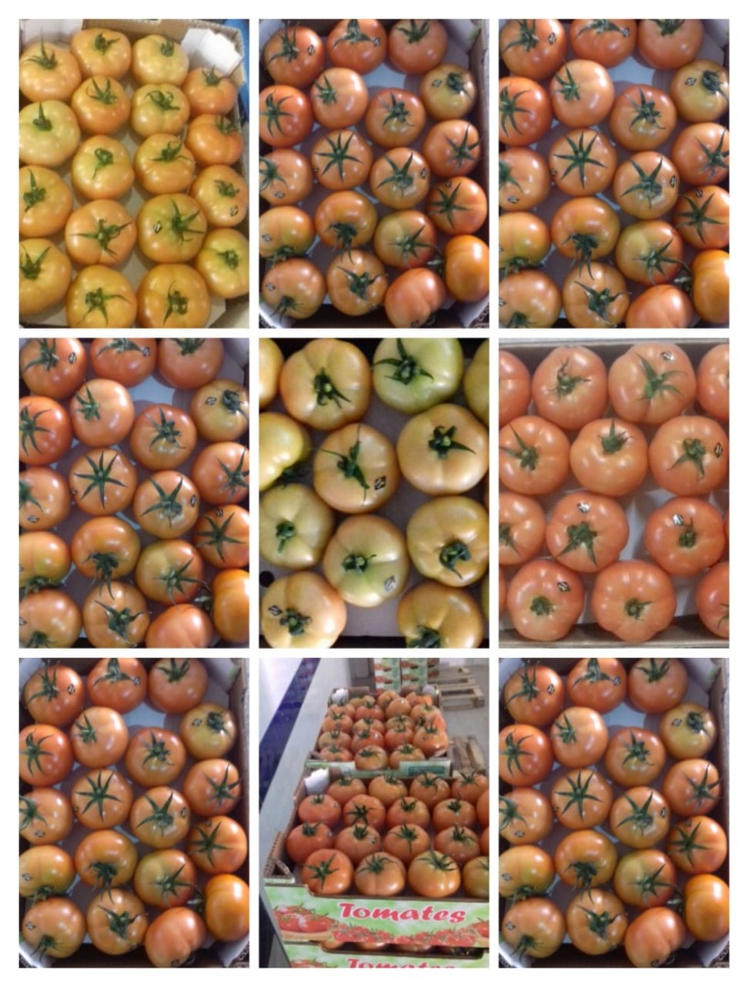 TOMATES REDONDOS, calibre M / G / GG, caja de cartón 6/7 kg, origen Marruecos