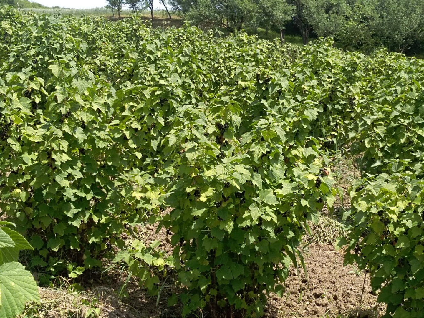 Grosella negra fresca 100% de variedades de focas orgánicas para elegir: Ruben, Tiben y Tisel