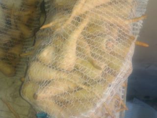 Hola, tengo que vender aproximadamente 1,5 t de perejil,