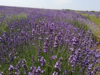 Vendemos plantas de Lavanda, Lavandula Angustifolia, variedad Blue Scent,
