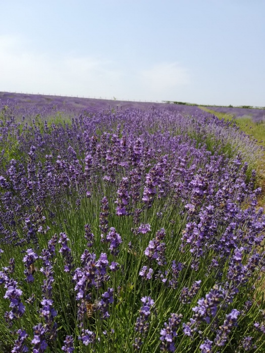 Vendemos plantas de Lavanda, Lavandula Angustifolia, variedad Blue Scent, 6 años