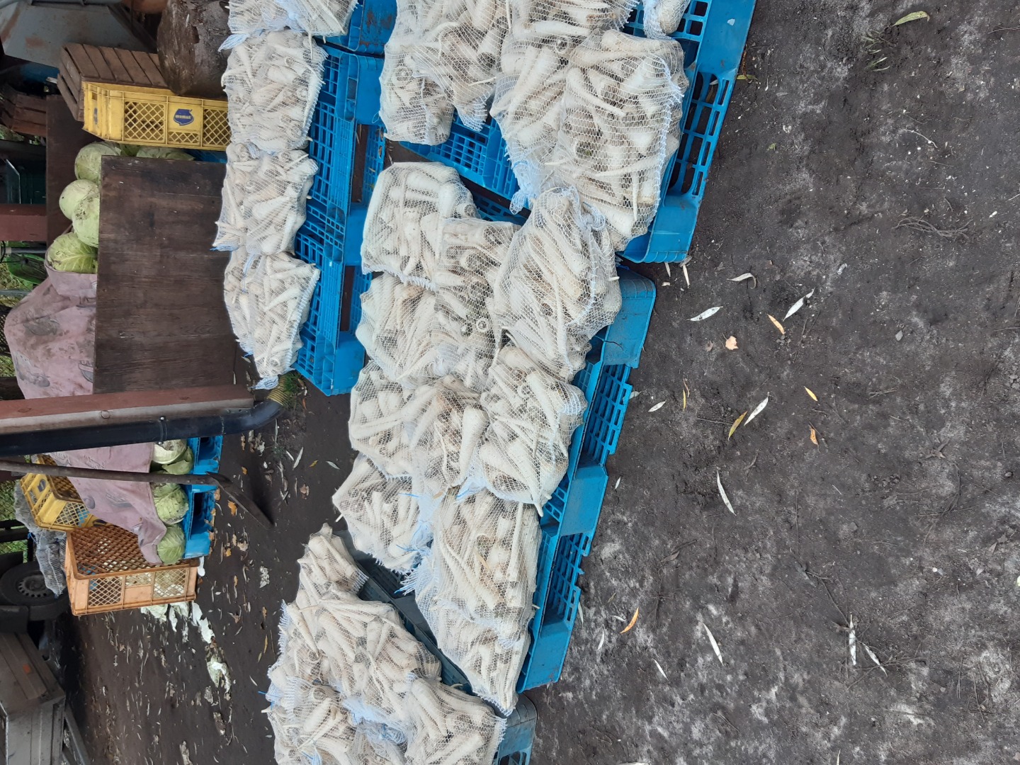 Venderé perejil muy bueno saludable largo lavado blanco o raíz sucia precio negociable