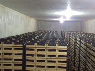 Poamă Moldavia, producto de huerta natural. Sin uvas rotas,