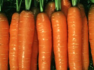 1012.10 CA 9546 F1 Ungebeizt PR Dacus carota L