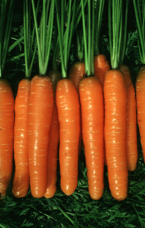 1012.10 CA 9546 F1 Ungebeizt PR Dacus carota L CA9546 F1 PR sin tratar Tamaño 1,4