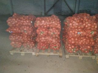 Saludable, piel seca, gruesa, cebollas doradas para la venta.