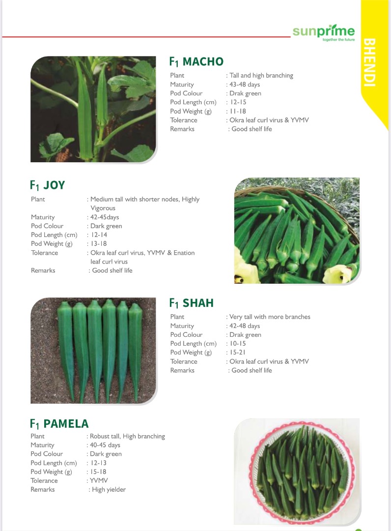 Bhendi (rizo de hojas de quingombó) Verde oscuro Buena vida útil Alta y alta ramificación