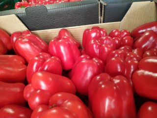 Pimientos rojos, verdes, amarillos, país de origen España, calibre