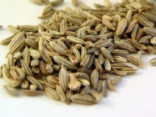Ofrecemos semillas de hinojo Bio - amargo.