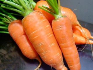Zanahorias de grado ABAKO F1 Vendemos zanahorias de grado