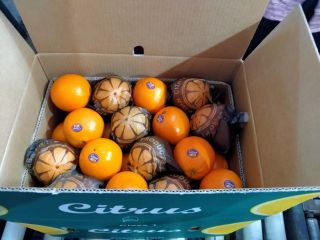 La mejor naranja de Eygpt para jugo y la