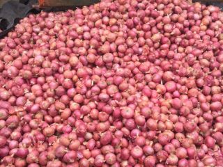 Todos los tipos de cebolla de exportación están disponibles