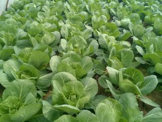 Repollo blanco joven para fines de abril y mayo