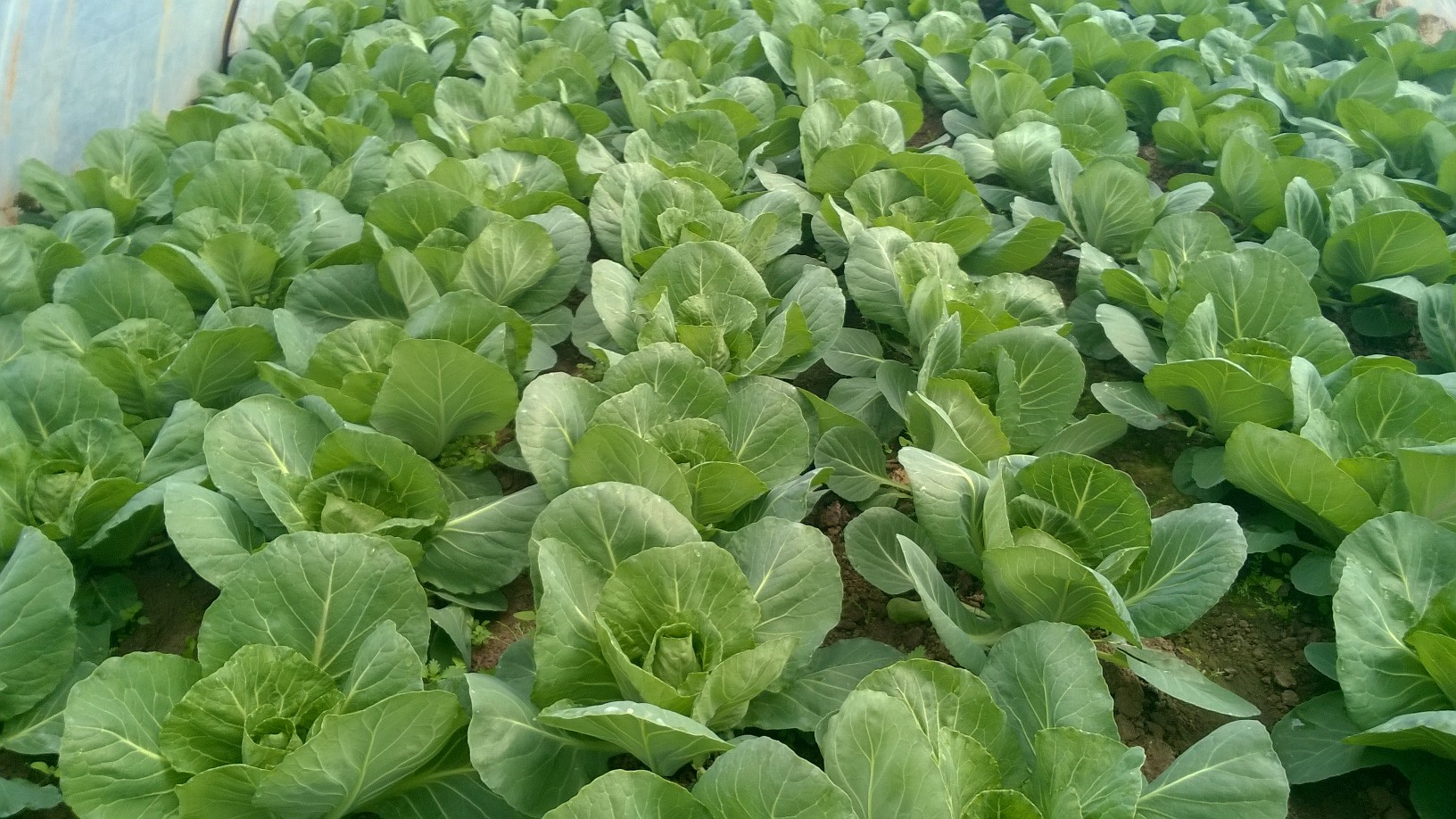 Repollo blanco joven para fines de abril y mayo de 2019 Venderé repollo blanco joven en cantidades a granel y minoristas