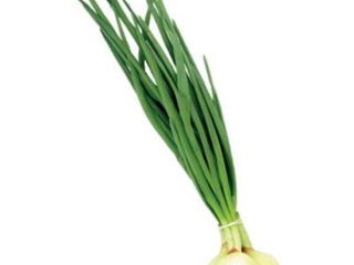 Cebolla y cebollino, confeccionados, buscando productores para una cooperación
