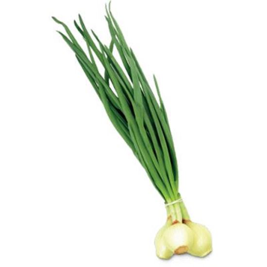 Cebolla y cebollino, confeccionados, buscando productores para una cooperación permanente