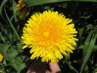 Venderé flores de diente de león, frescas o secas