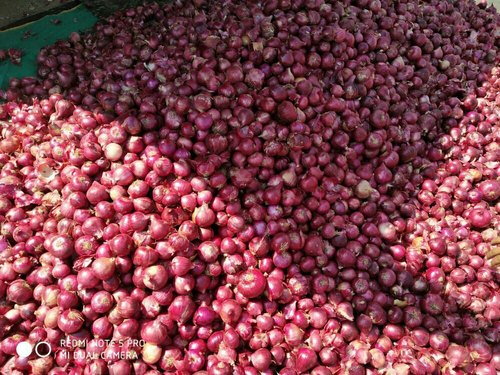 tenemos una cosecha fresca de cebolla roja y amarilla, calibre: 55+ contacte directamente, llame al: correo electrónico: wechat: omarkjerry0