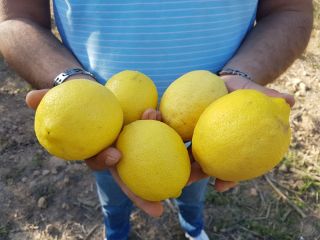 Limón, variedad Eureka Origin Marruecos Calibres: 3/4/5/6 Embalaje: caja
