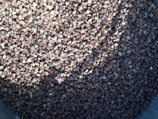 Alforfón - 97% de pureza. ¡Precio negociable!