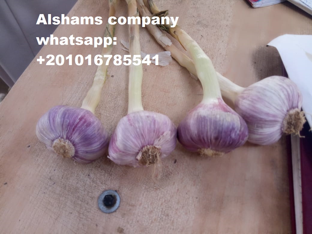 origen: egipto variedades: (blanco) empaque disponible de ajo fresco: 20 kg o según el cliente para más información puede contactar: - (llamada y qué
