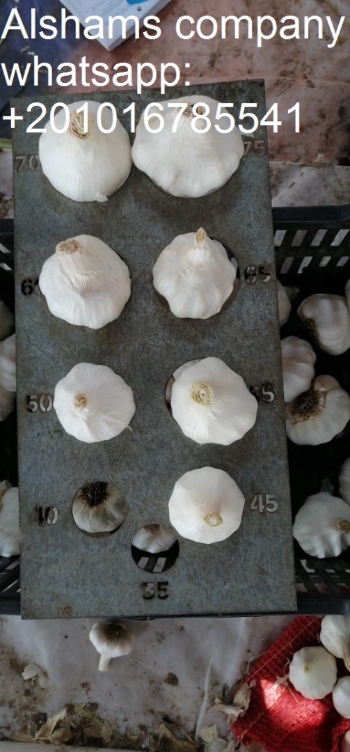 origen: egipto variedades: (blanco) ajo fresco disponible envases: 20 kg o según el cliente para más información puede contactar: - (llamar y qué-aplicación) >>