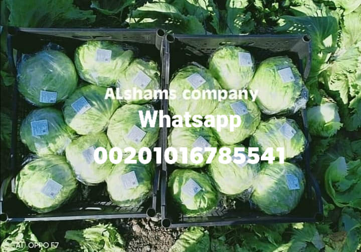 lechuga iceberg fresca Origen: Egipto Disponibilidad: lechuga iceberg fresca Especificación: - - peso de la caja: 5: 6 kg - 8:10 piezas en una caja Clase 1