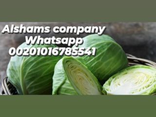 Coles frescas Origen: egipto. Tamaños y Empaques: según solicitud