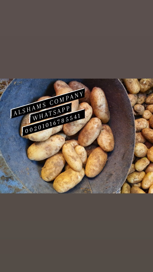 variedad: todos los tipos Origen: Egipto • Temporada de patatas ya disponible • Tamaño: 40 en adelante o según lo soliciten los clientes • Calidad: clase 1 •