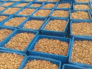 Granos de nuez orgánicos Las nueces son una nuez