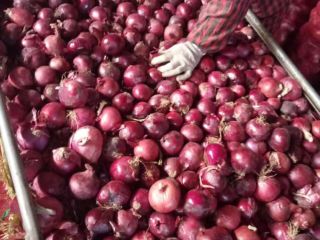 tenemos cosecha fresca de cebolla roja y amarilla, calibre: