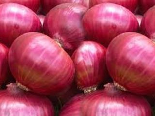 Cebolla roja fresca sin pelar al por mayor Calidad