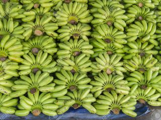 Venta al por mayor Fresh Long Green Cavendish Banana