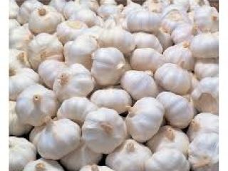 Tenemos a la venta ajo fresco a un precio