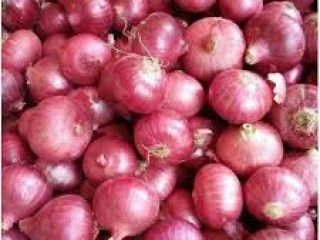 tenemos una cosecha fresca de cebollas rojas y amarillas