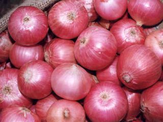 Precios de cebollas de China, cebollas a granel, cebollas