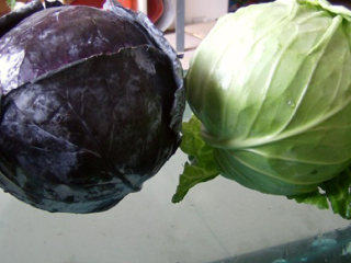 Repollo verde Repollo morado con buena calidad para la
