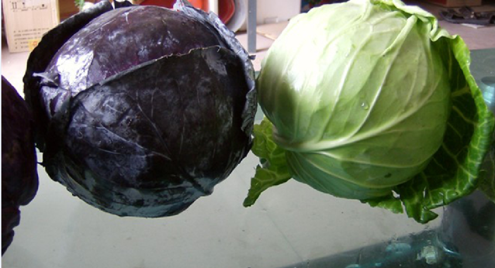 Repollo verde Repollo morado con buena calidad para la venta 2019 repollo plano fresco