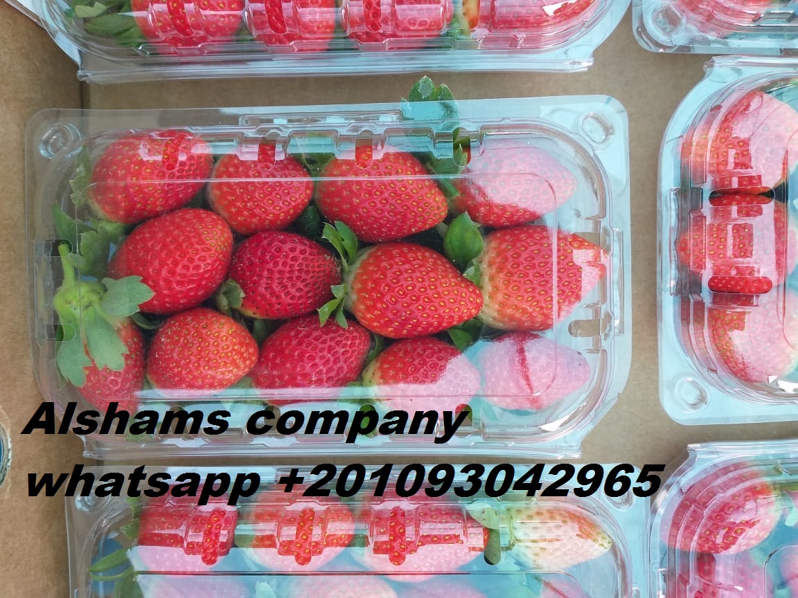 (Empresa de Alshams para importación y exportación general) Nos gustaría ofrecer nuestra fresa fresca Origen: fresa de Egipto Especificación: - • Envío: solo