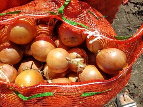 Venderé cebollas para exportación, cosecha 2019