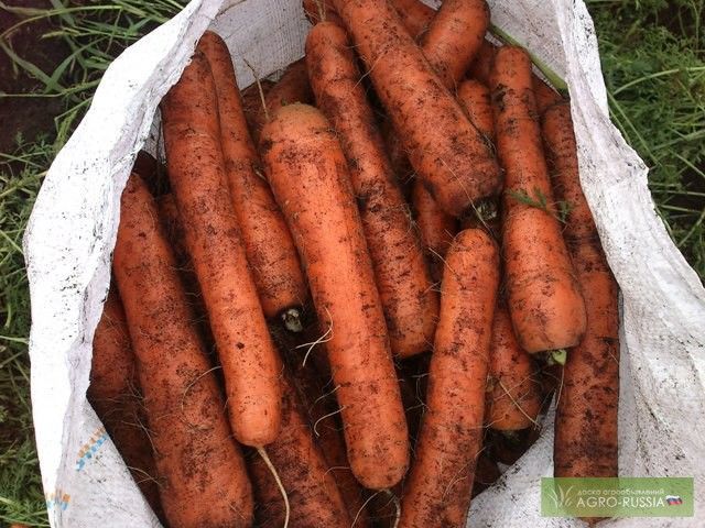 Venderé zanahorias para exportación, cosecha 2019