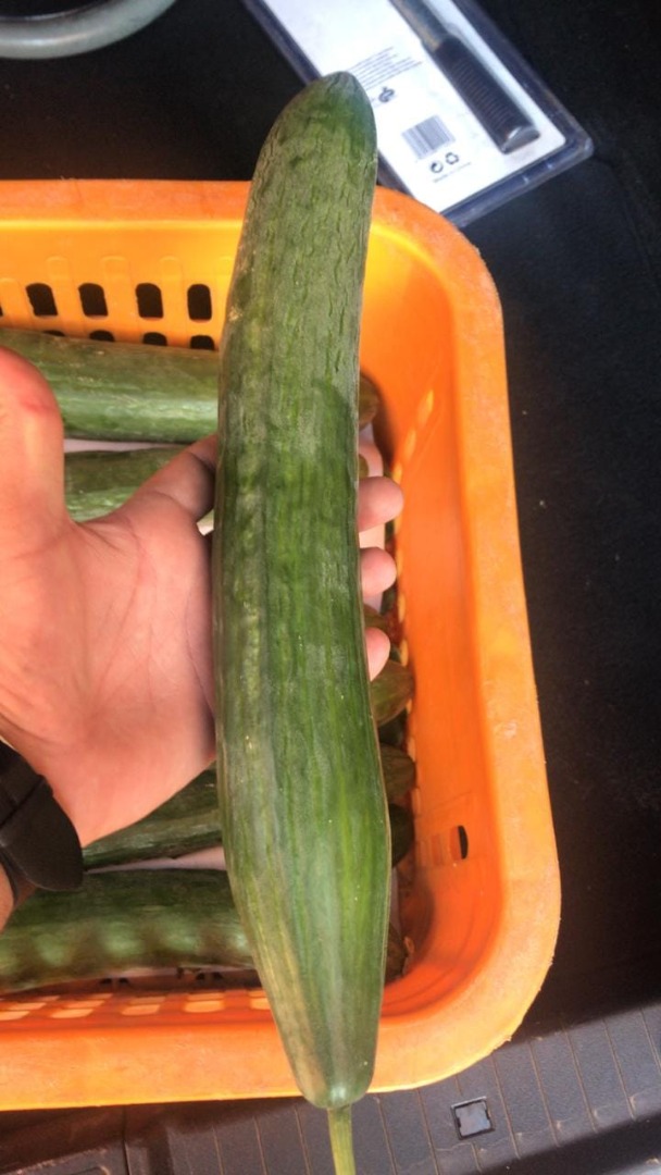 PEPINO LARGO - calibre 12-14 - Embalaje: caja de cartón 5 KG